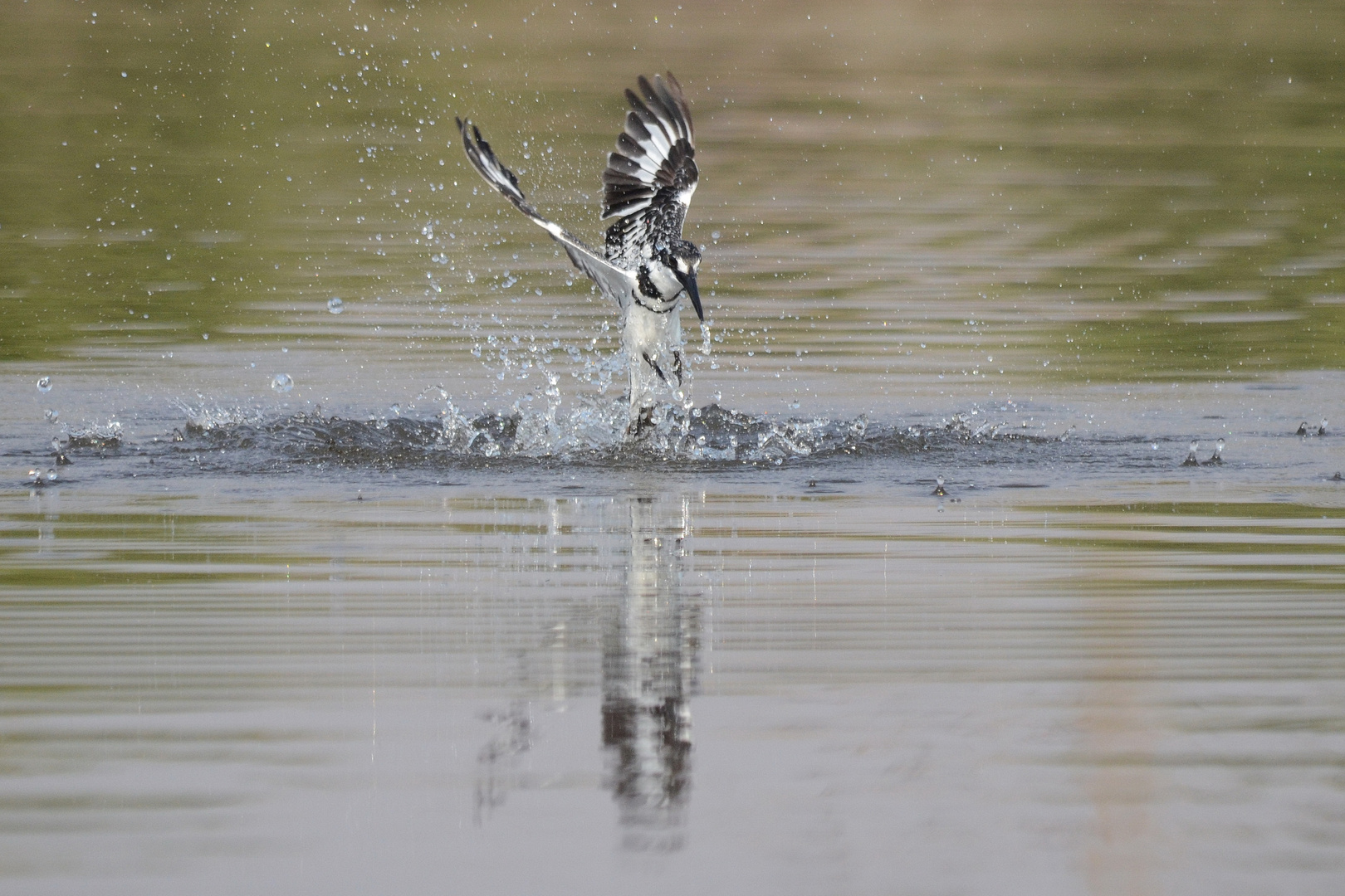 Pied Kingfisher