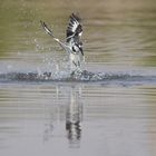 Pied Kingfisher