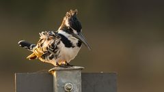 Pied Kingfisher