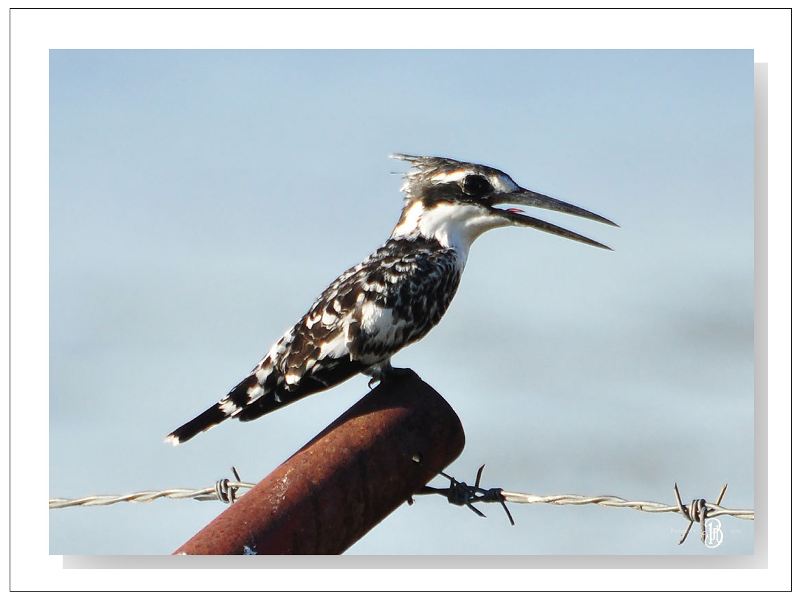 Pied Kingfisher