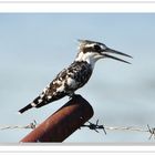 Pied Kingfisher