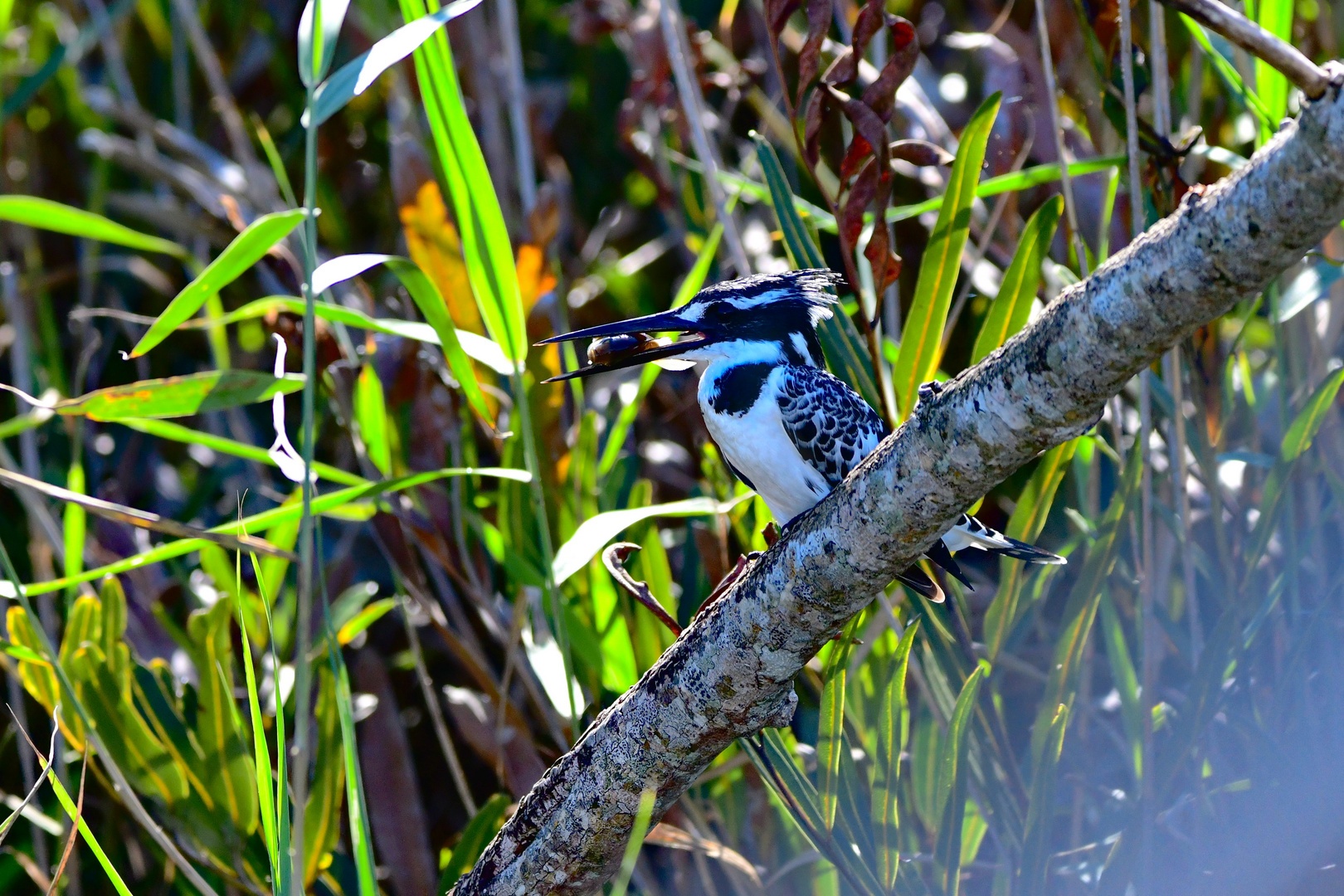 Pied Kingfisher