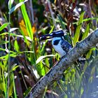 Pied Kingfisher