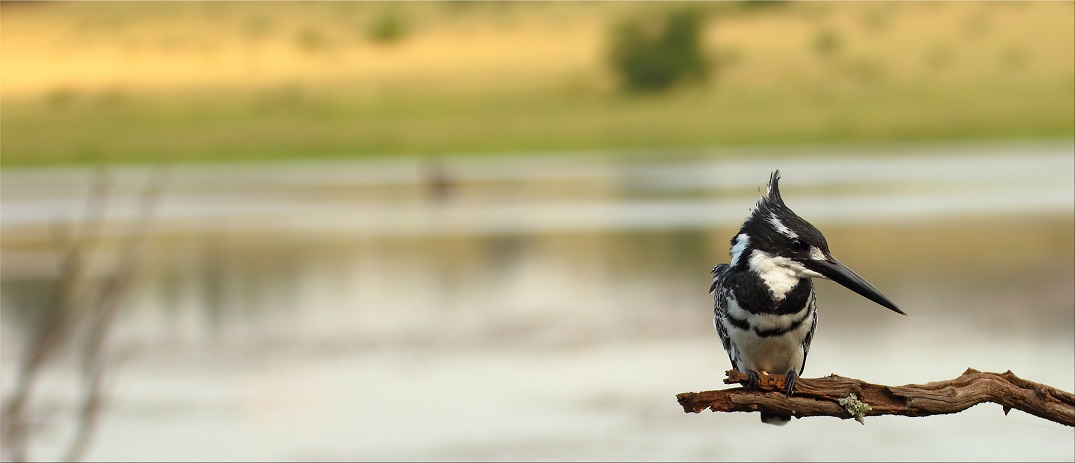 pied kingfisher