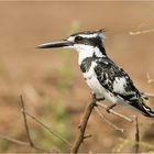 Pied Kingfisher