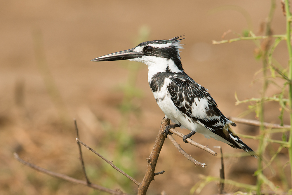 Pied Kingfisher