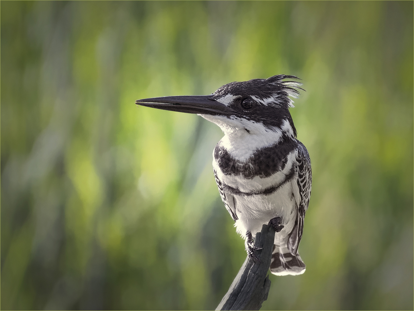 pied kingfisher