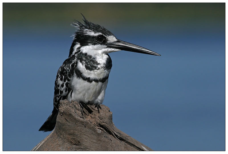 Pied Kingfisher