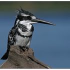 Pied Kingfisher