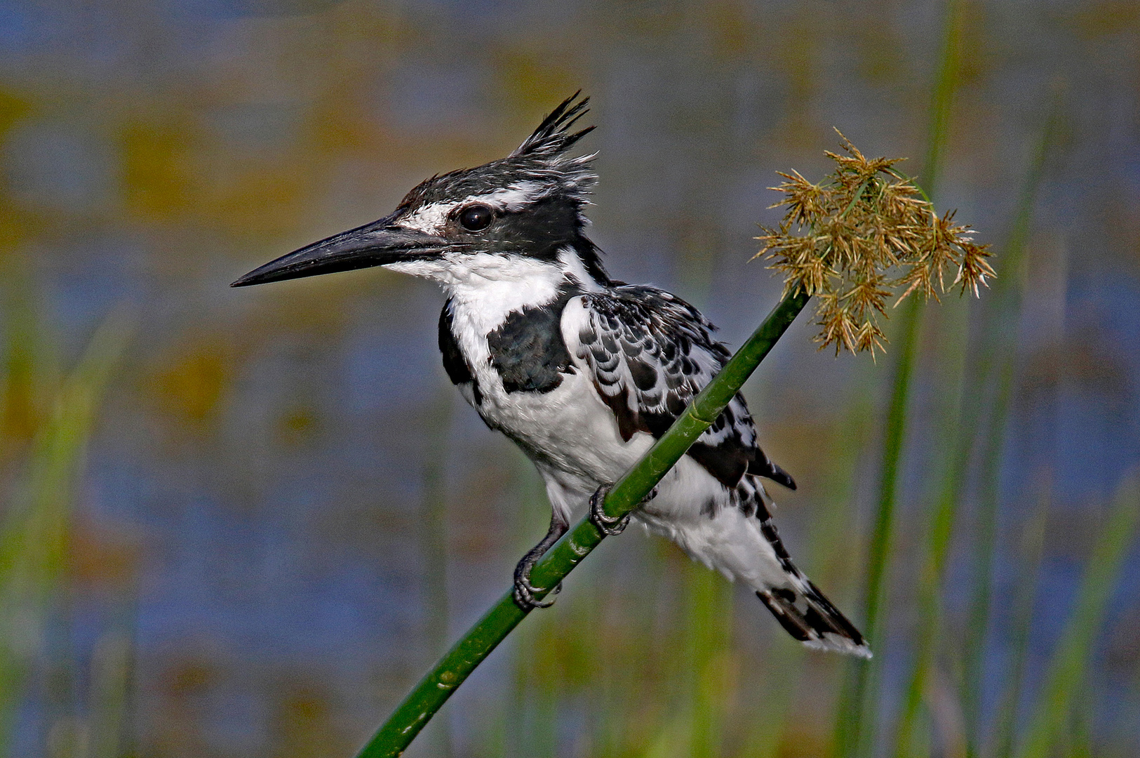 Pied Kingfisher