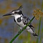 Pied Kingfisher