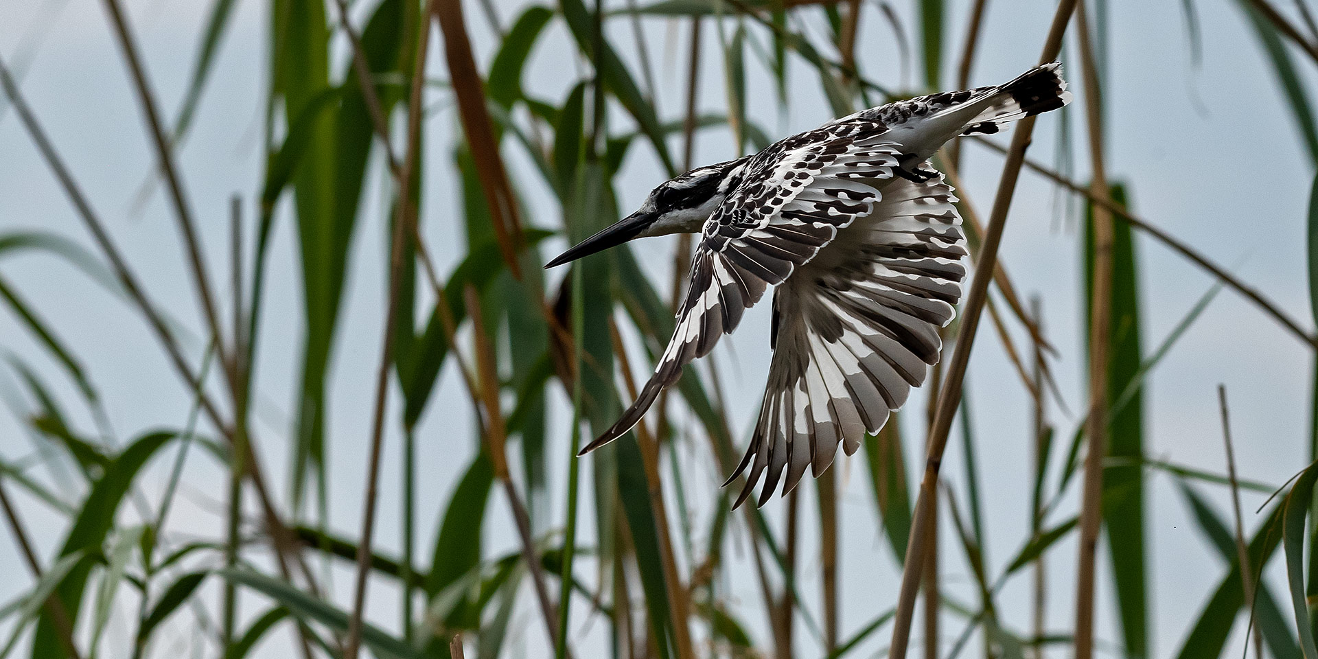 Pied Kingfisher