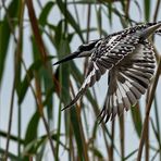 Pied Kingfisher