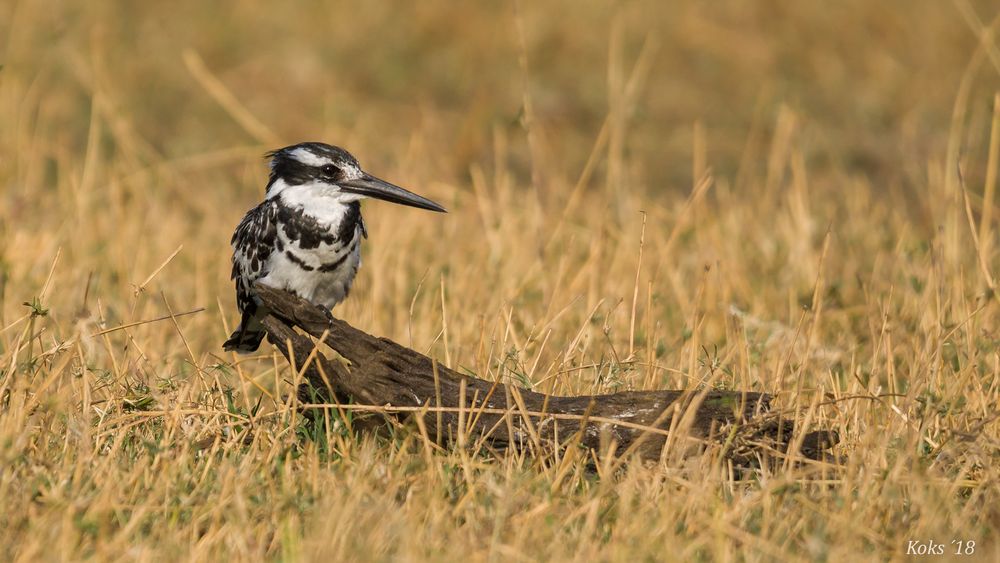 Pied Kingfisher