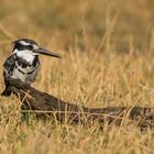 Pied Kingfisher