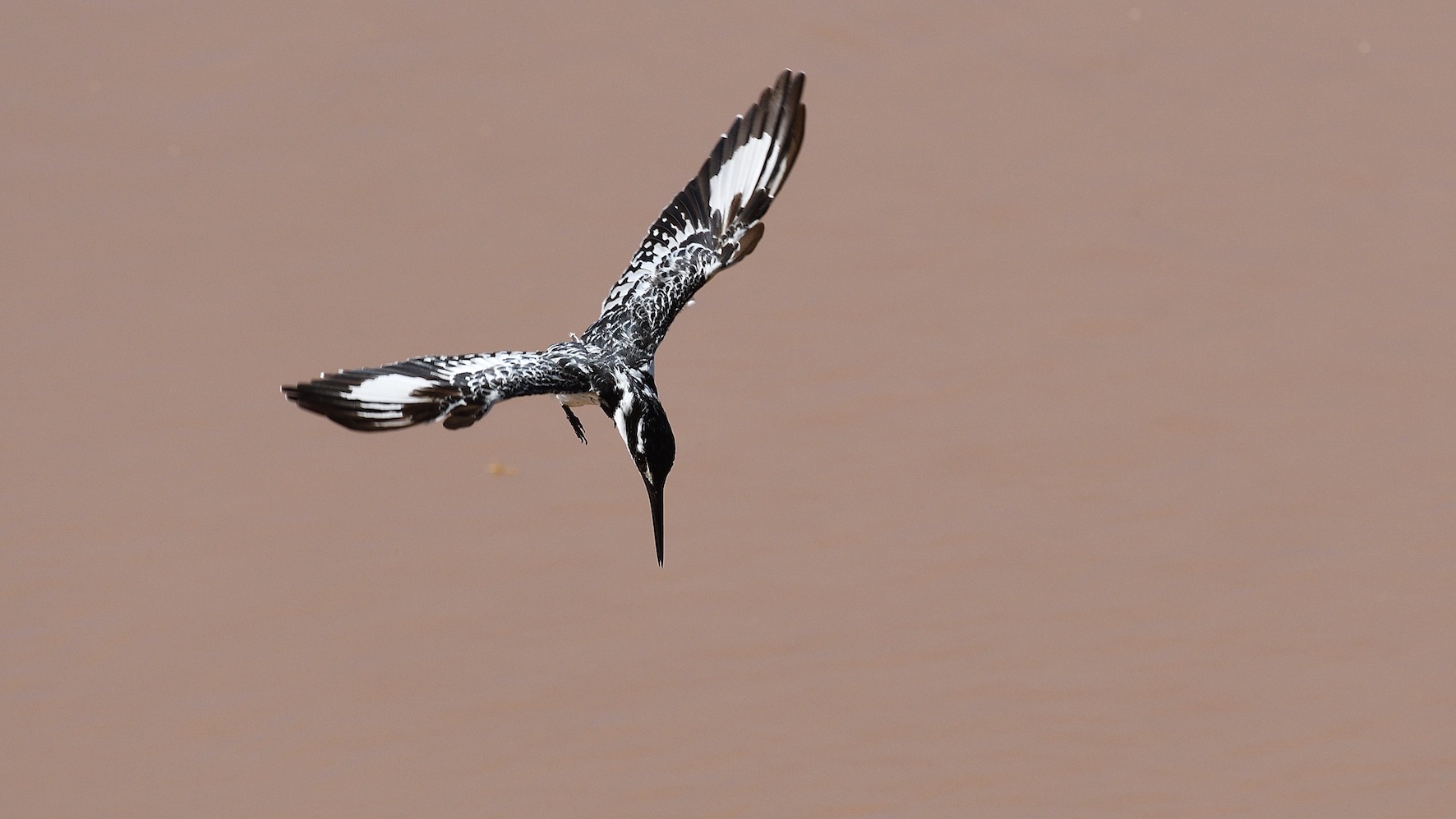 Pied Kingfisher