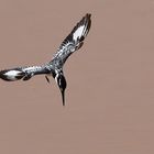 Pied Kingfisher