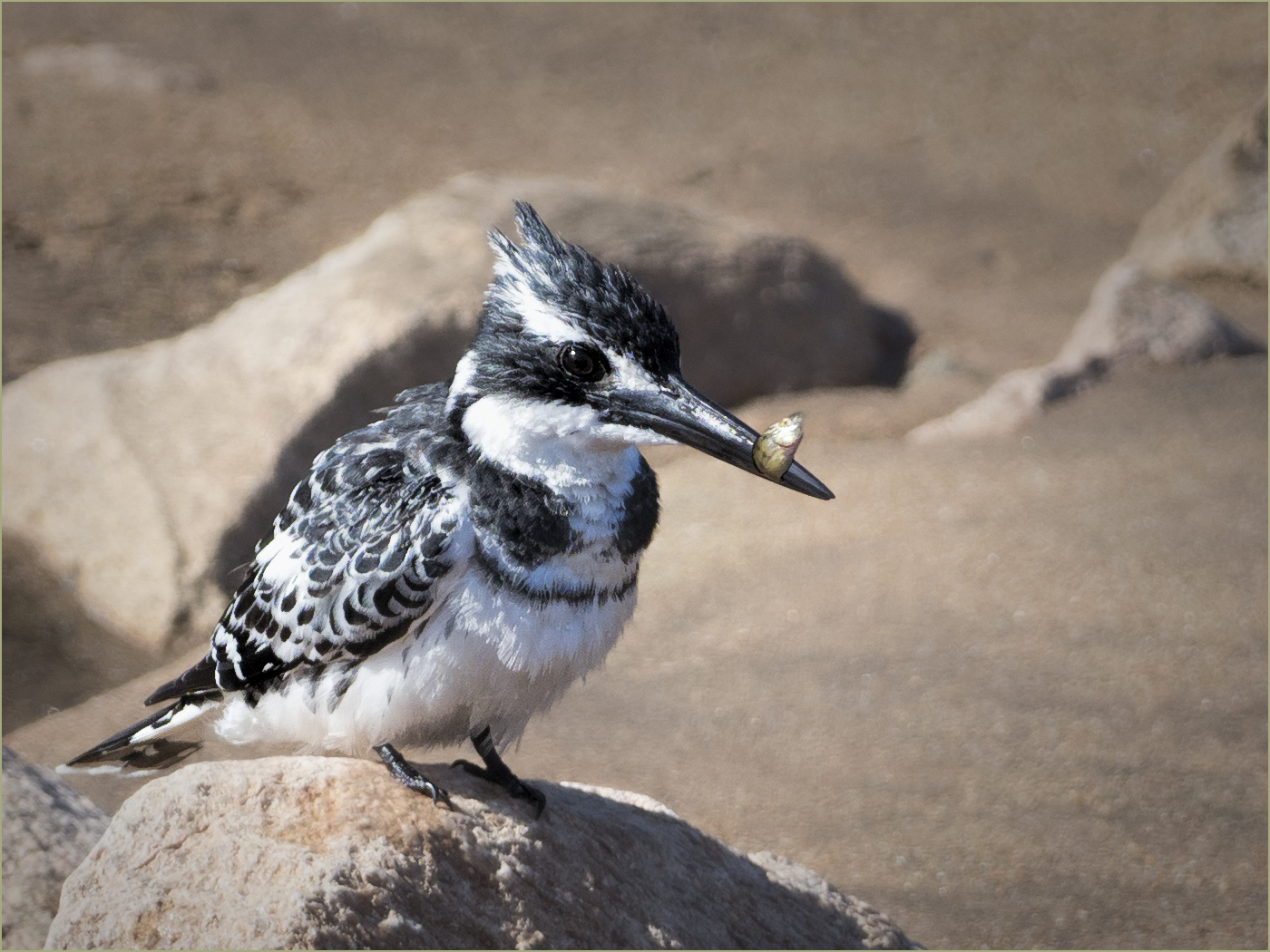 pied kingfisher