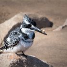 pied kingfisher