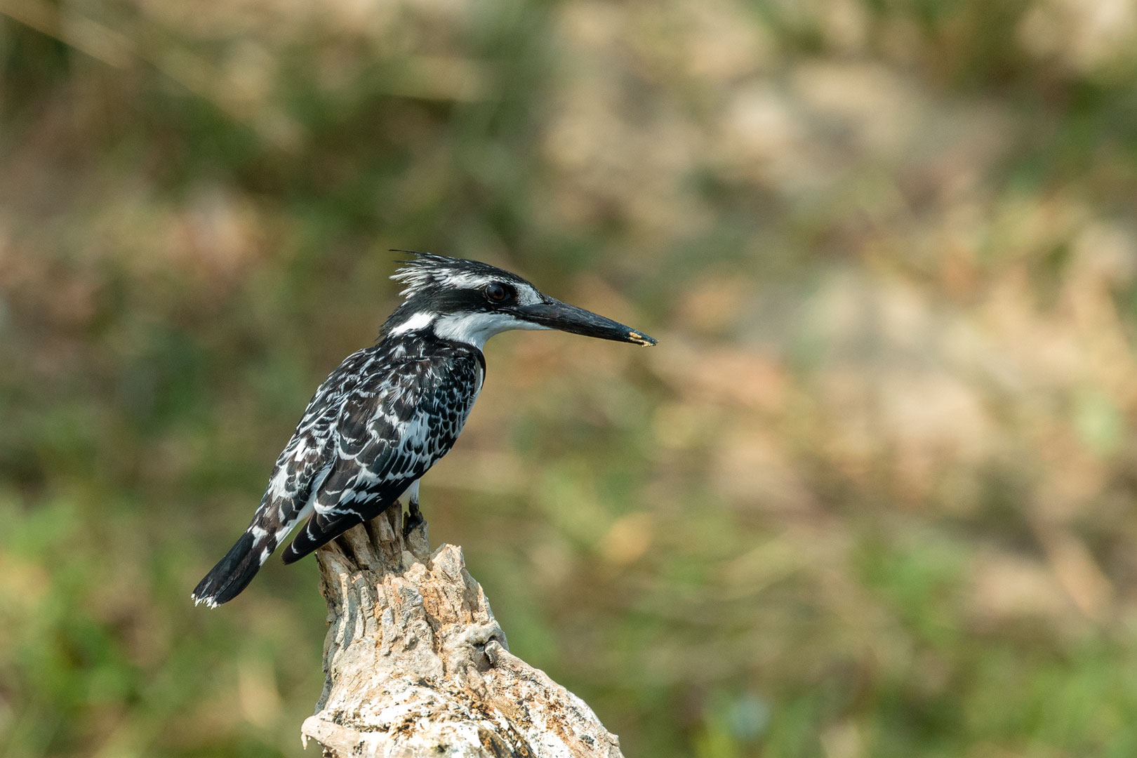 Pied Kingfisher