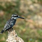 Pied Kingfisher