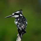 Pied Kingfisher