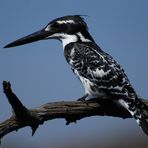 Pied Kingfisher