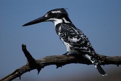 Pied Kingfisher