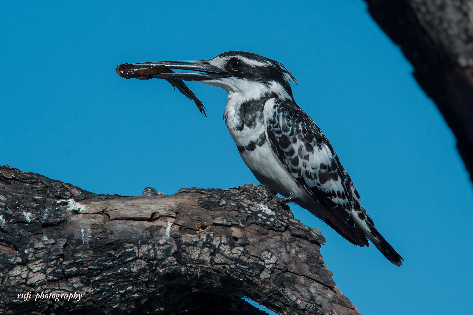 Pied Kingfisher, Botswana -2-