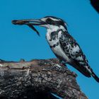 Pied Kingfisher, Botswana -2-