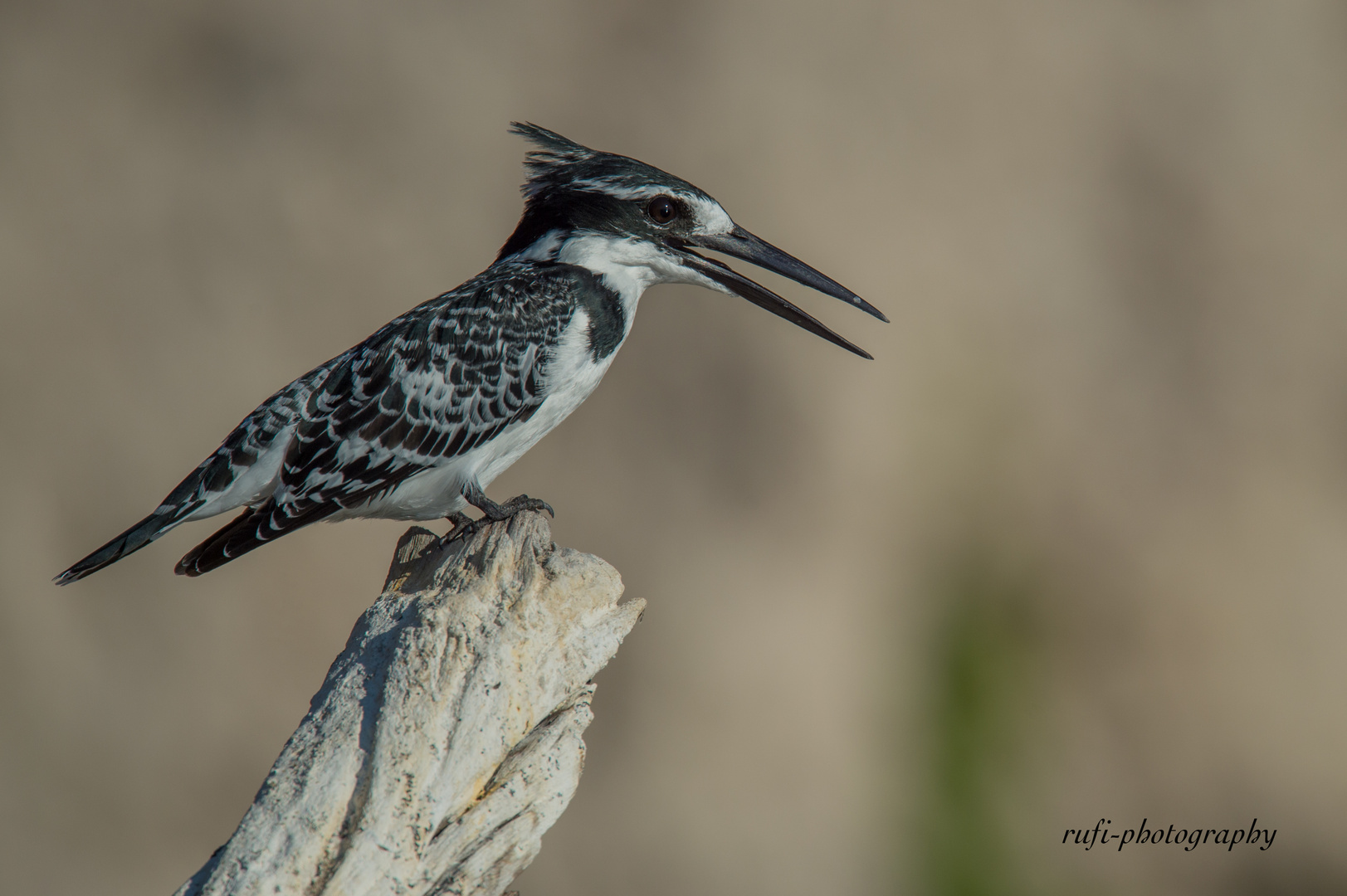 Pied Kingfisher, Botswana