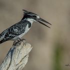 Pied Kingfisher, Botswana