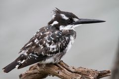 Pied Kingfisher