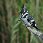 Pied Kingfisher