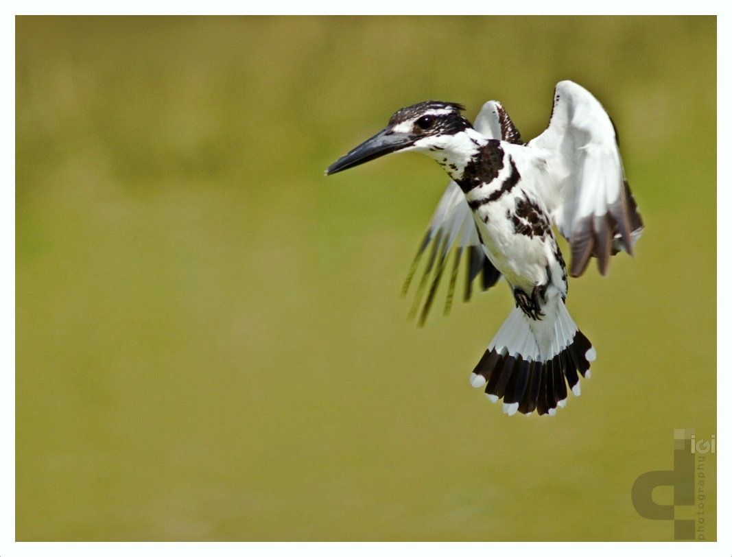 Pied Kingfisher (Ceryle rudis)~