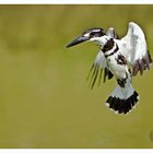 Pied Kingfisher (Ceryle rudis)~