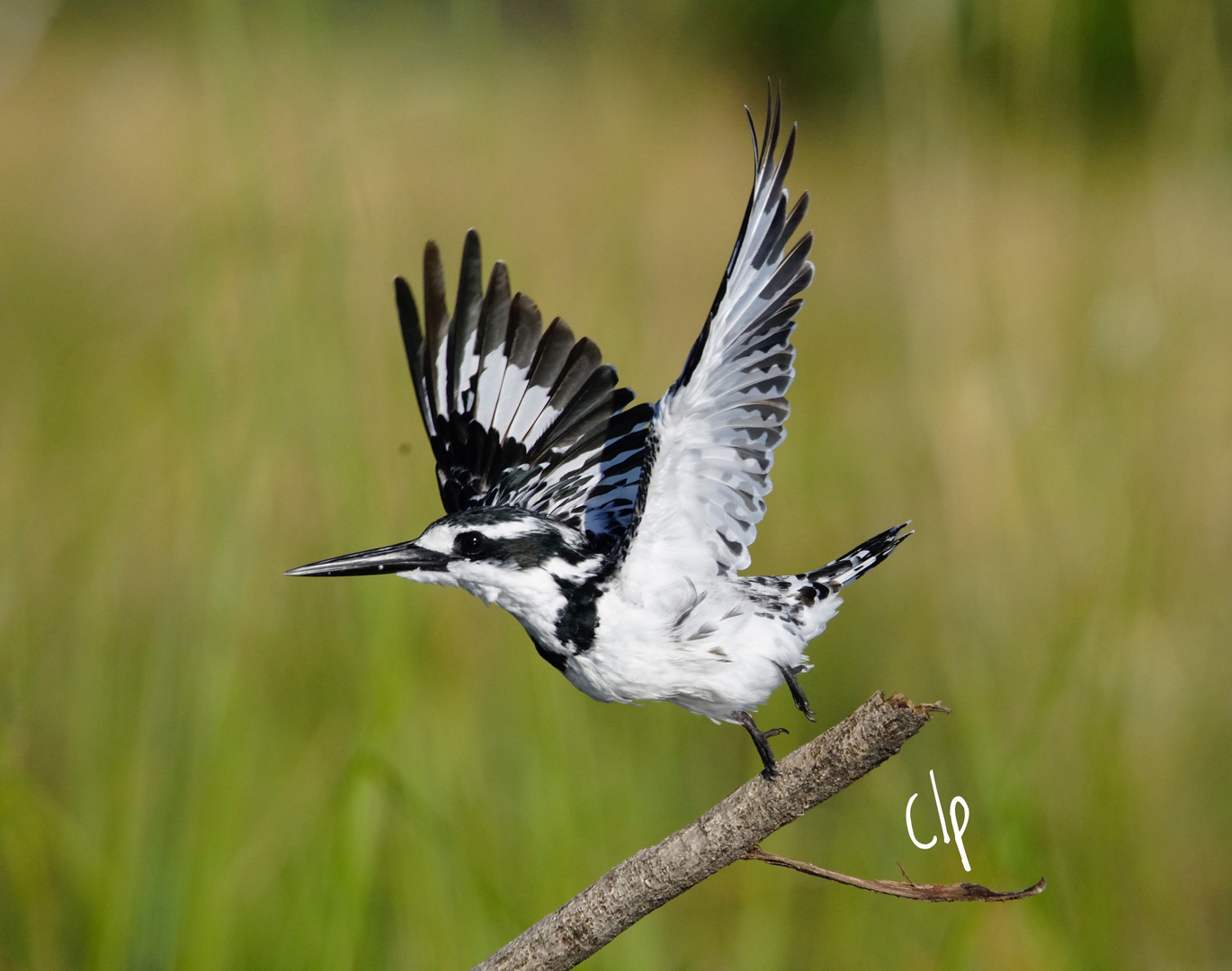 Pied Kingfisher