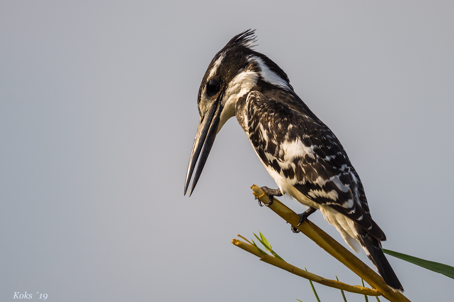 Pied Kingfisher