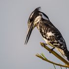 Pied Kingfisher