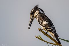 Pied Kingfisher