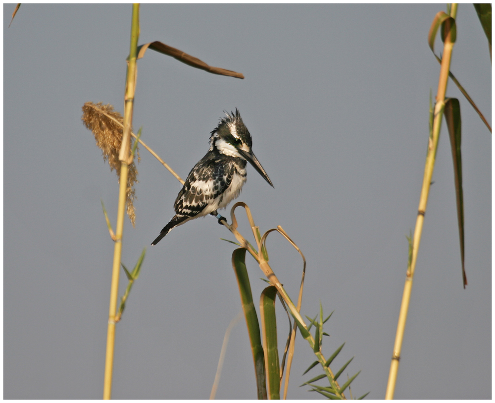 Pied Kingfisher