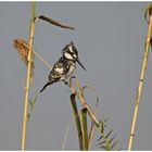 Pied Kingfisher