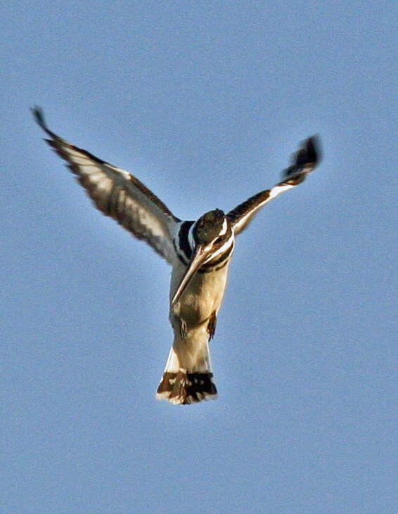 Pied Kingfisher