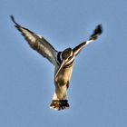 Pied Kingfisher