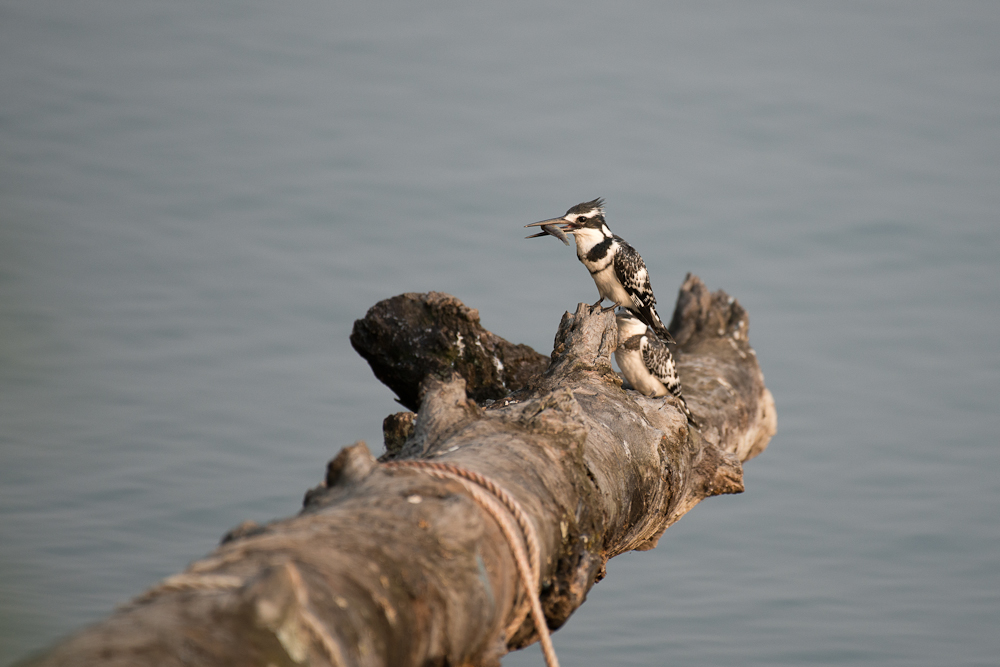 Pied kingfisher (Eisvogel)