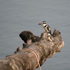 Pied kingfisher (Eisvogel)