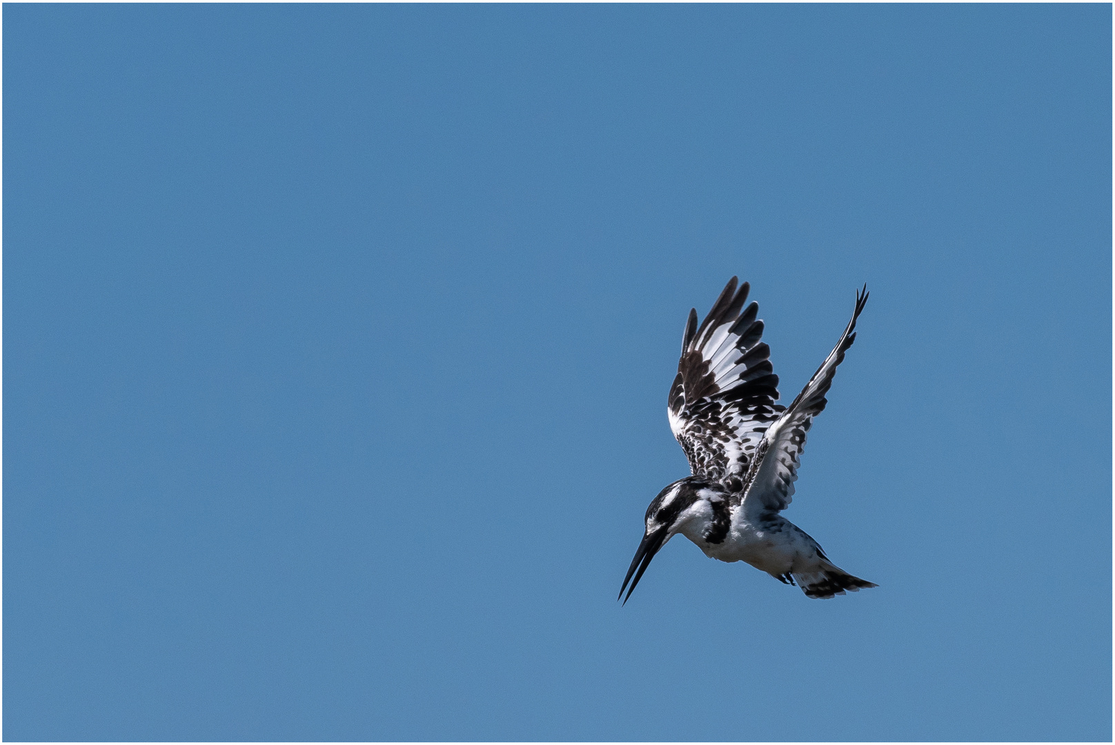 Pied Kingfisher