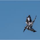 Pied Kingfisher