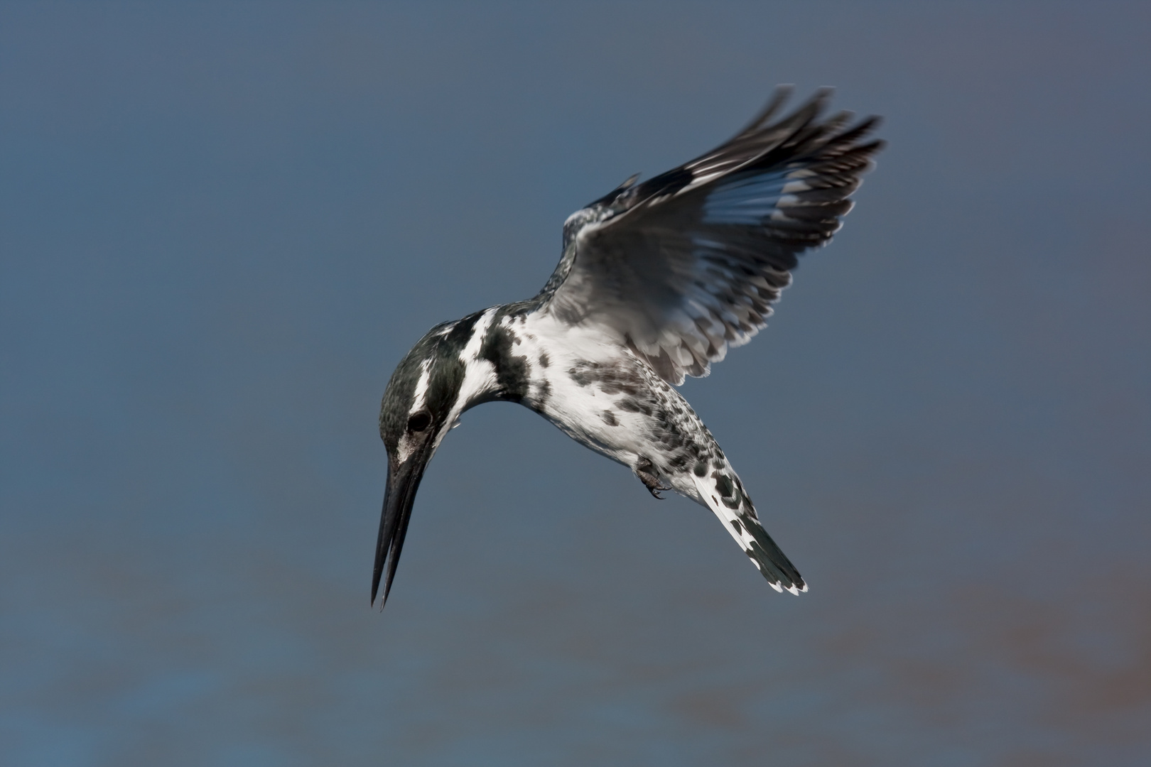 Pied KIngfisher