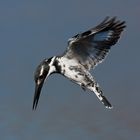 Pied KIngfisher